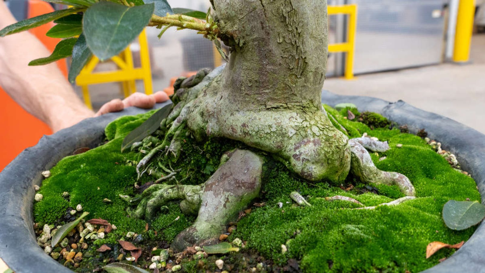 New Potential for Our Azalea Bonsai Longwood Gardens