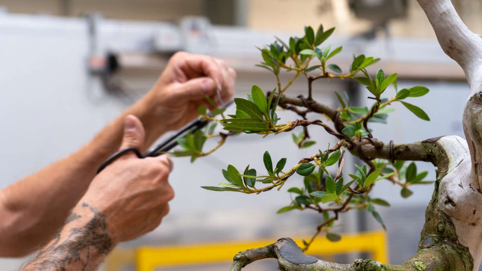 New Potential for Our Azalea Bonsai Longwood Gardens