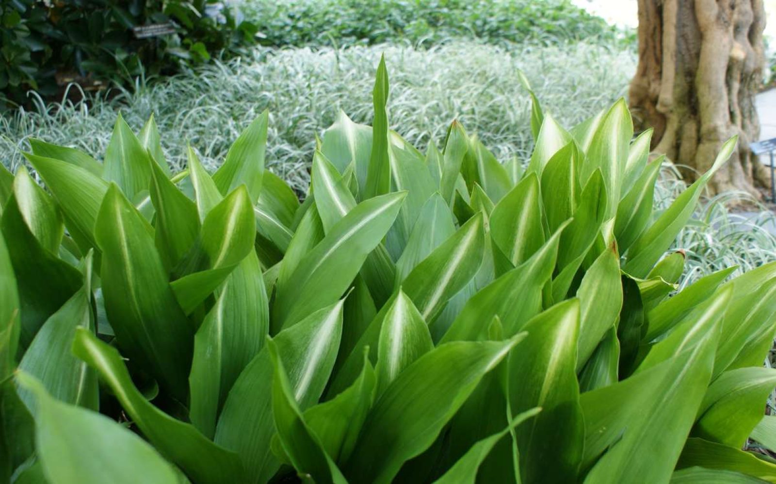 Aspidistra elatior