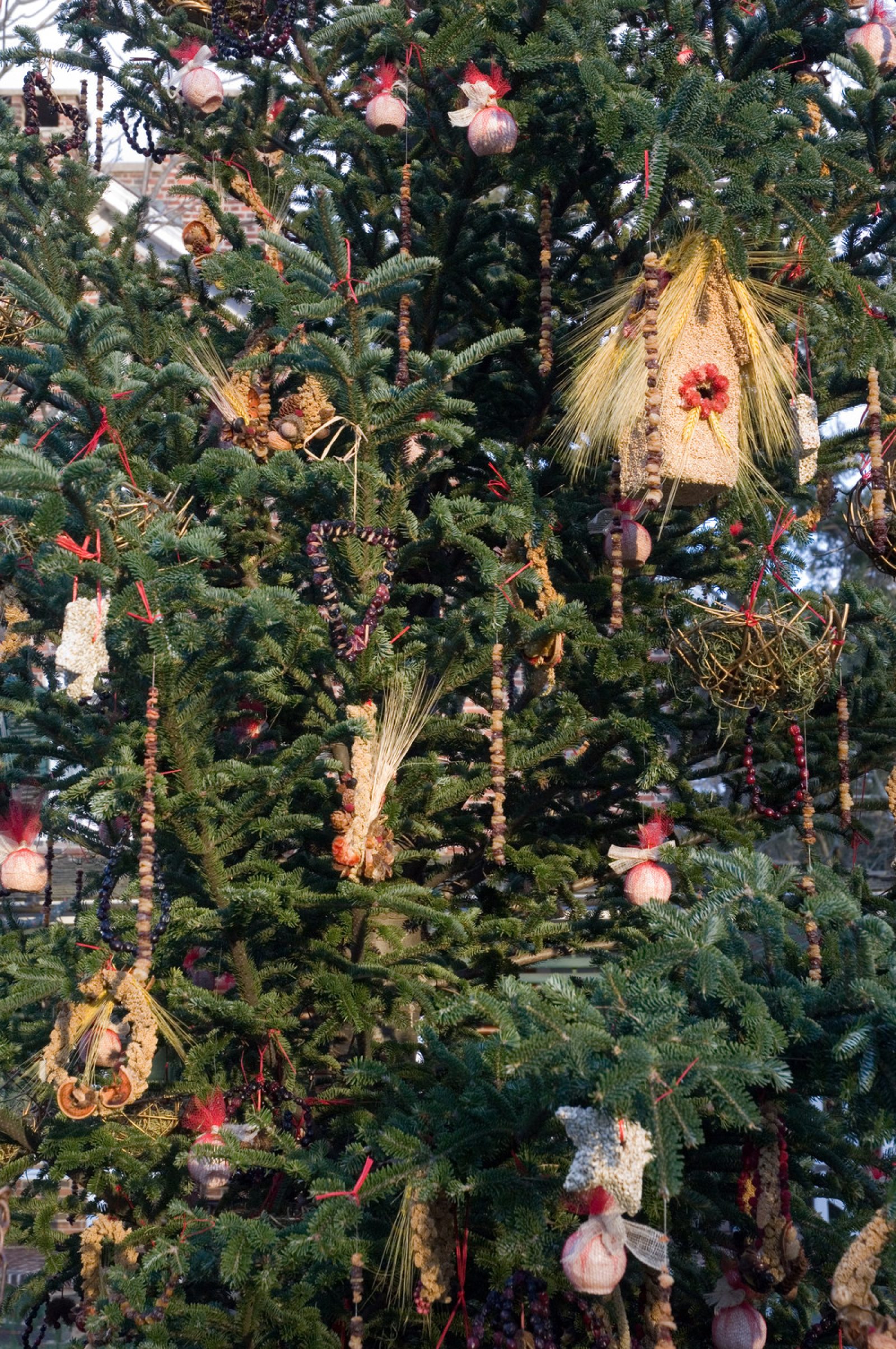 Make Your Own Edible Ornaments Longwood Gardens