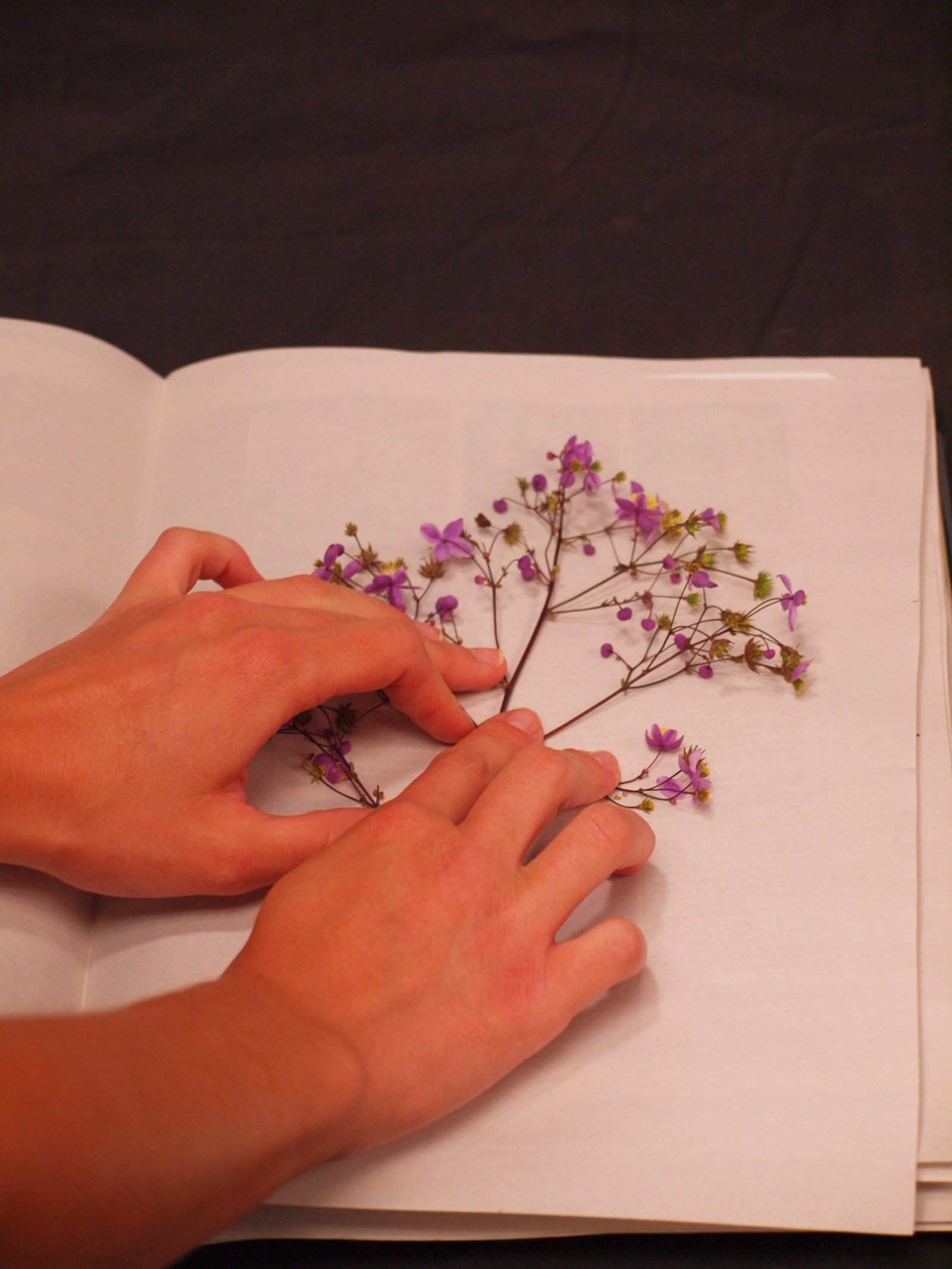 How to Press Flowers & Create Handmade Greeting Cards Longwood Gardens