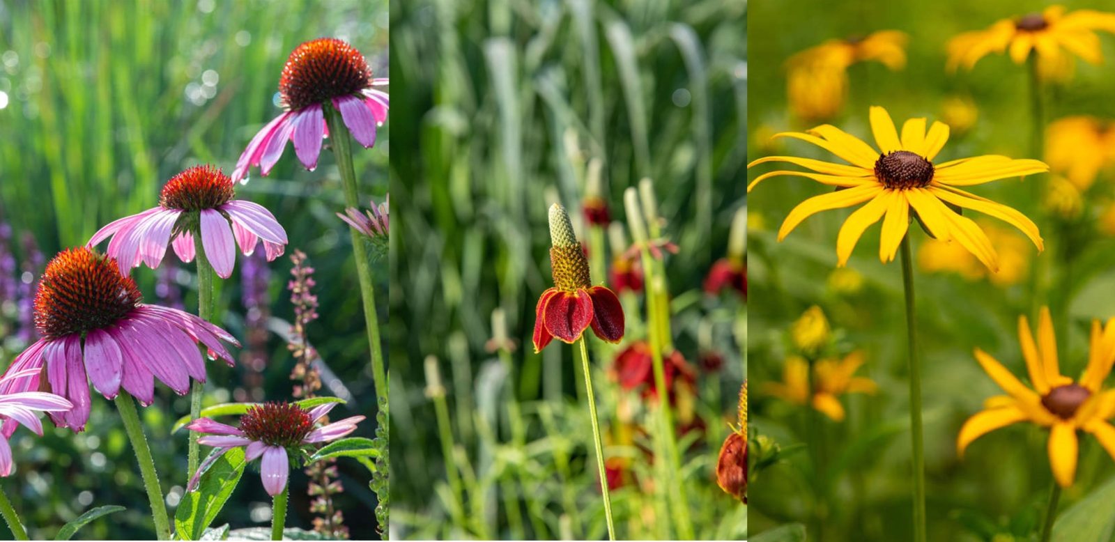 Getting to Know Plants by Name | Longwood Gardens