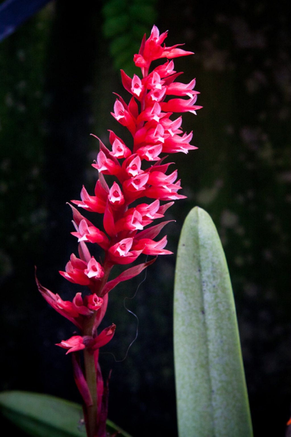 Specimens of Beauty Longwood Gardens