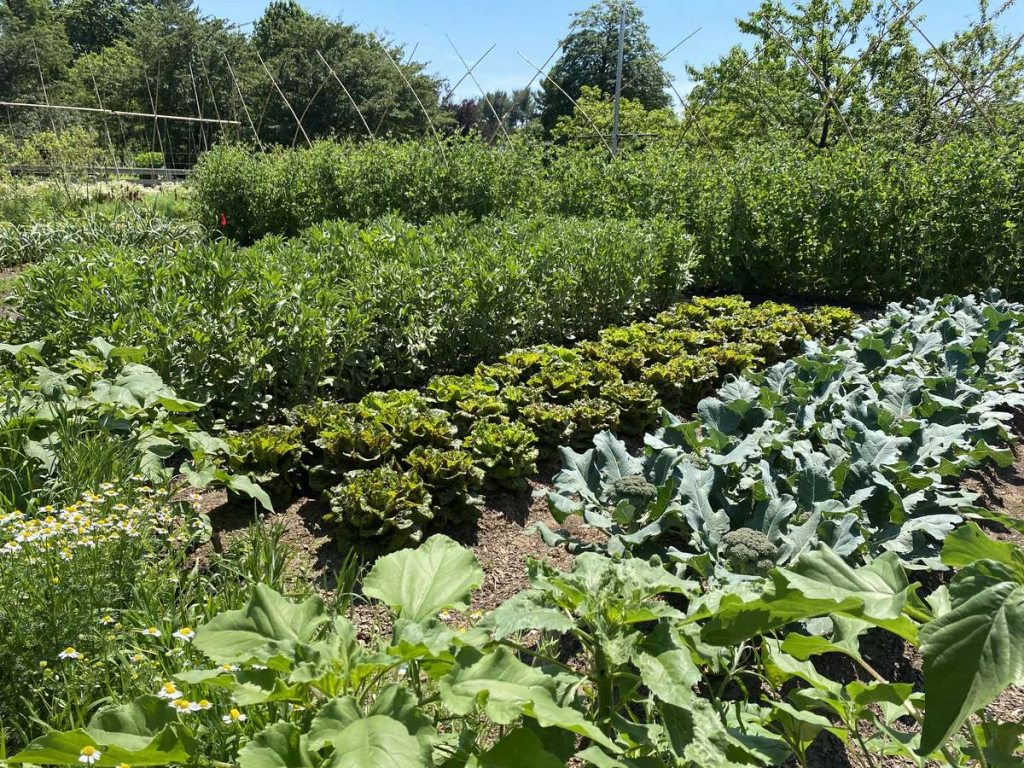 How to Grow Early Spring Vegetables Longwood Gardens
