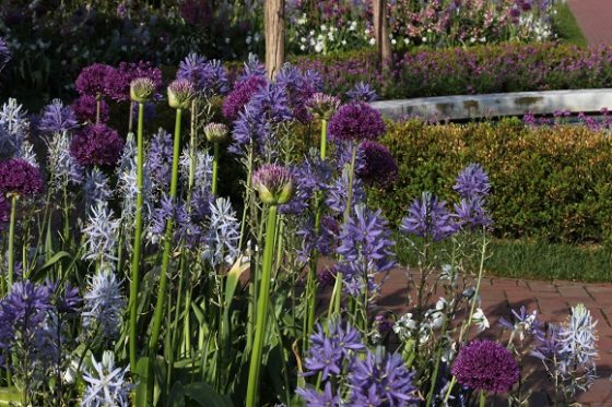 A few purple flowers in various hues