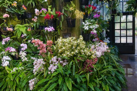 multiple orchid flowers on display at Longwood Gardens