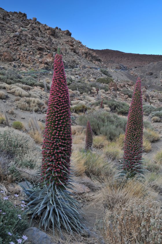 Two tall and red Echium wildpretii in its natural habitat