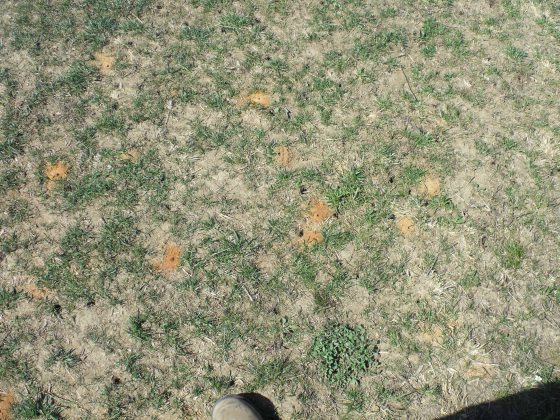 small sandy-looking insect hills among sparse patches of green grass