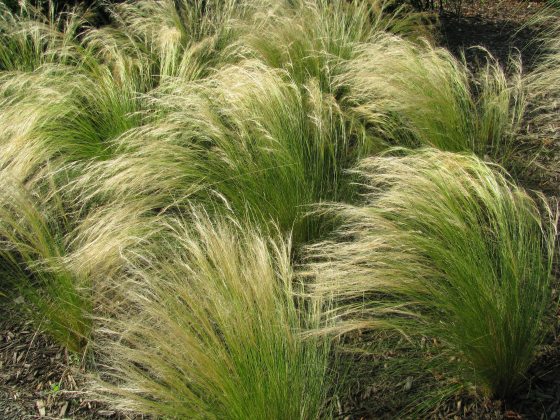 white-tipped clumps of grass seems to sway in the breeze