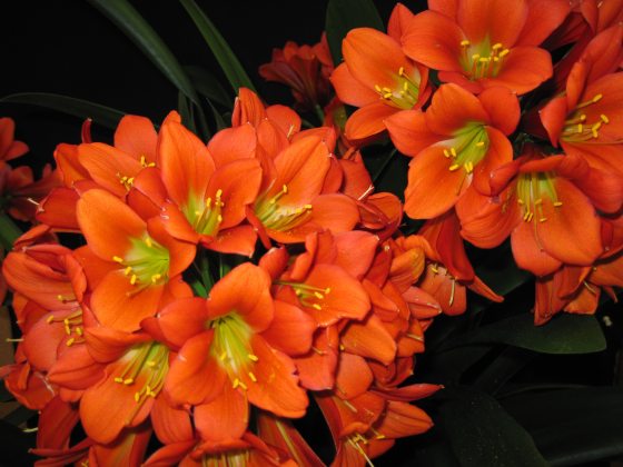 close up of orange Clivia Miniata with green and yellow center