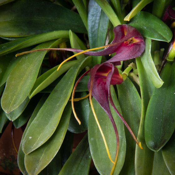 2 burgundy blooms with long petals sit on a field of green leaves