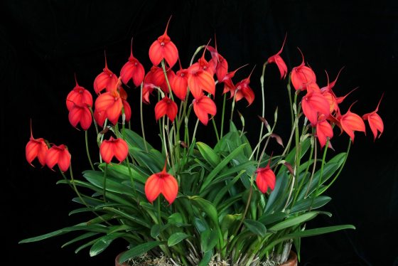 orchid with many red flowers in bloom on black background