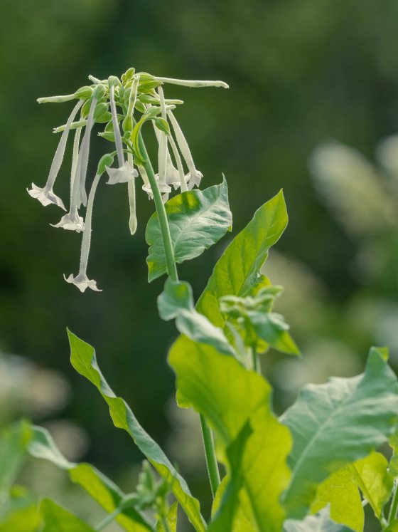 thin, white, pendulous flowers dangle from the tip of a long, green, leaf-covered stem