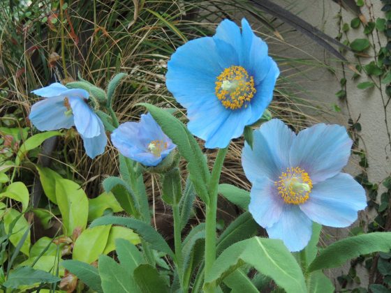 blue-poppies in bloom surrounded by green leaves 