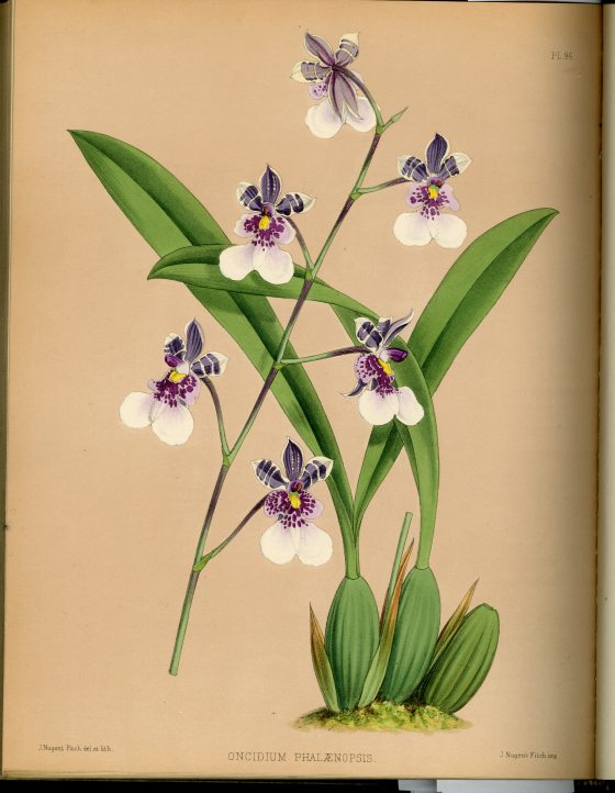 sketch of an orchid plant with multiple purple and white flowers
