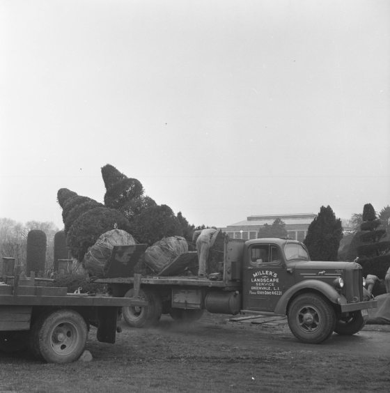 Black and white photo shows a early 20th century stuck with two topiary tress loaded on its back