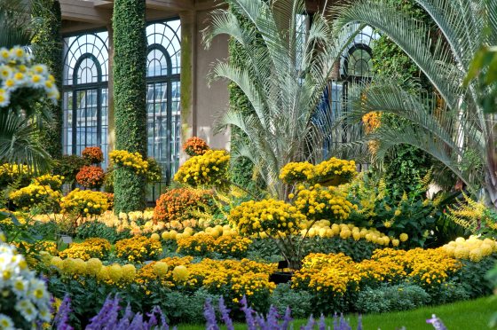 Get to Know Our Chrysanthemum Festival | Longwood Gardens