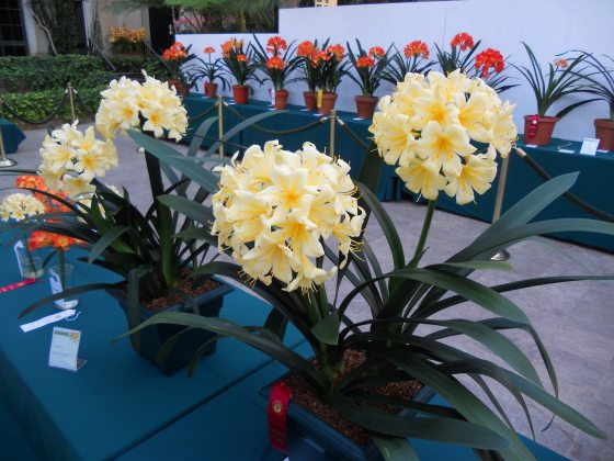 yellow blooms of clivia on a royal blue display table 