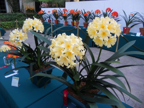 yellow blooms of clivia on a royal blue display table