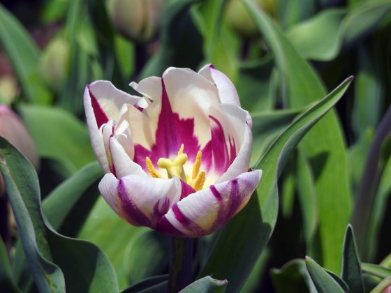 close up of a purple and white tulip