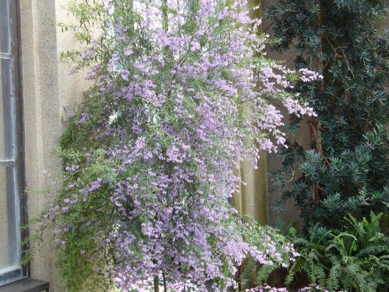 bushy purple flowers against a cement wall
