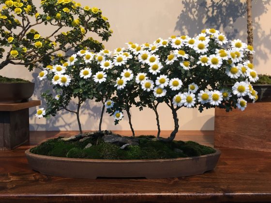 a medium sized chrysanthemum bonsai tree in full bloom with yellow and white flowers