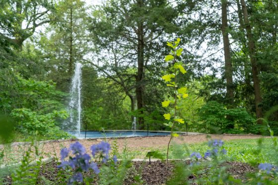 young sycamore tree planted with small fountain in background