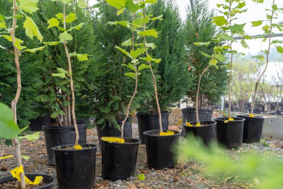 young sycamore plants in pots