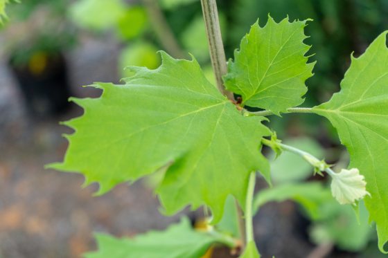 close up of a sycamore leaf