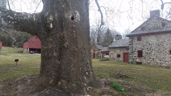 large tree trunk with barn in background