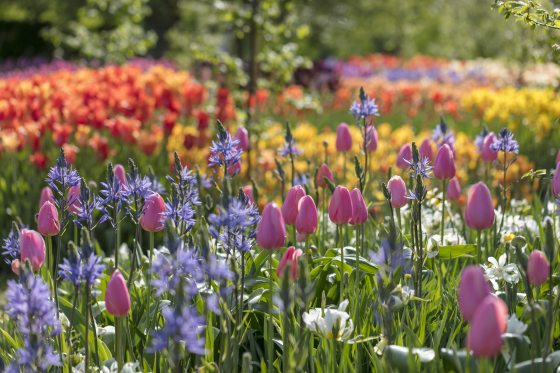 tulips and other spring bulbs in orange, purple, pink, white, and yellow dot the landscape