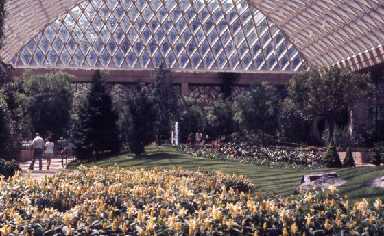 A historic image from the 1970s of a latticed glass ceiling conservatory filled with azaleas and other plants