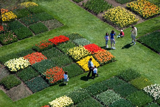 Aerial view of a tulip garden with red, yellow, and orange blooms 