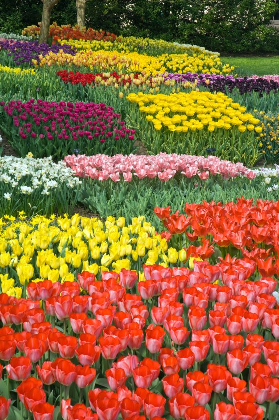A vibrant bed of red, yellow, pink, purple and white tulip blooms