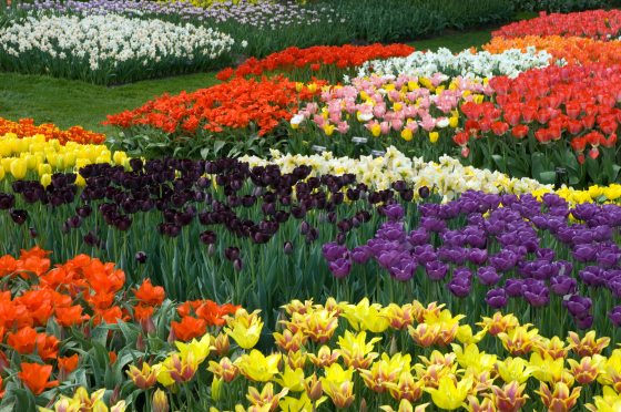 A vibrant bed of tulip blooms in a rainbow of colors 