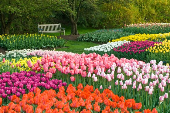 A wooden bench nestled in a garden of vibrant tulip blooms