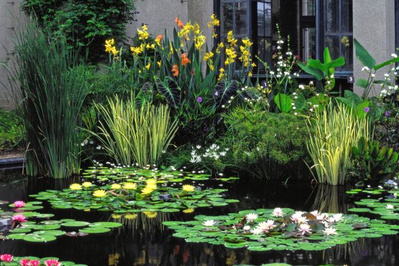waterlilies with tall grass and yellow cannas in background