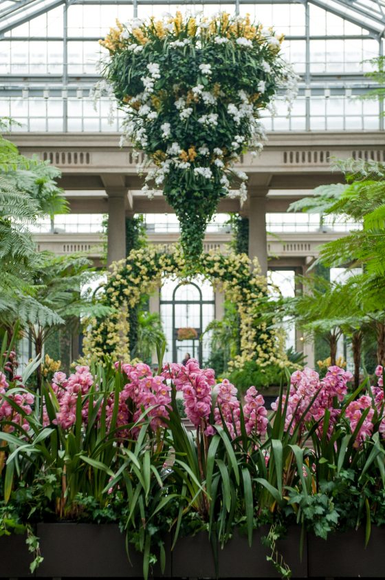 tall pink orchids with a green and yellow orchid arch in the background 