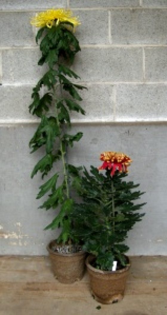 tall yellow mum on left side and short red mum on the right side