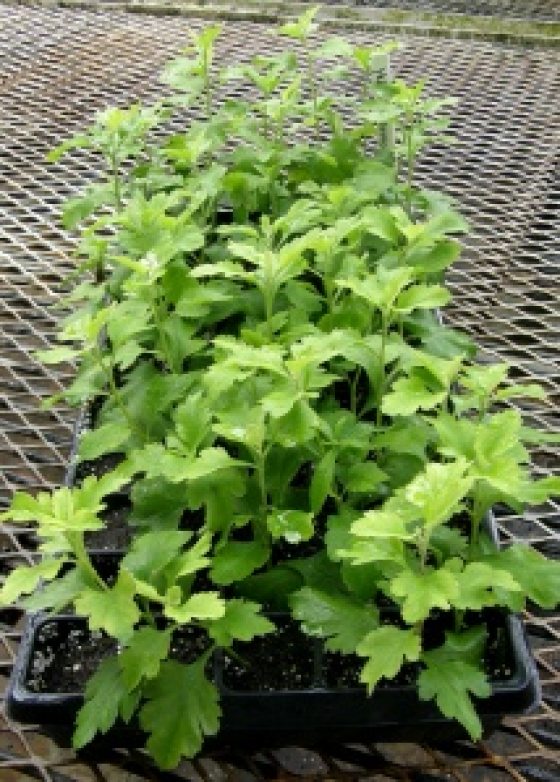 green stems of mums in black containers 