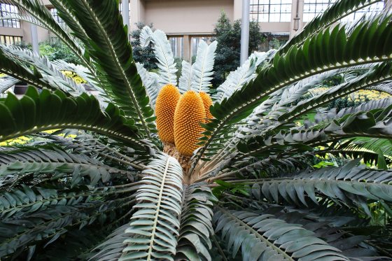 large plant with green palm like leaves and yellow cones in the center
