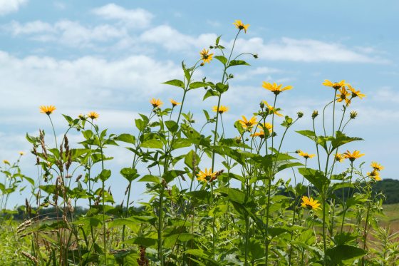 Tall yellow flowers stand in line reaching towards a blue sky