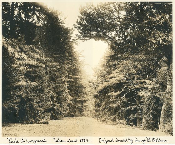 Older historical photo shows Peirce's Park, an alee of large trees