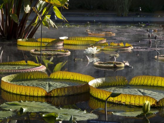 Outdoor Waterlily Display