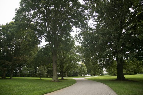 oak trees on either side of a walking path on a cloudy day at Longwood Gardens