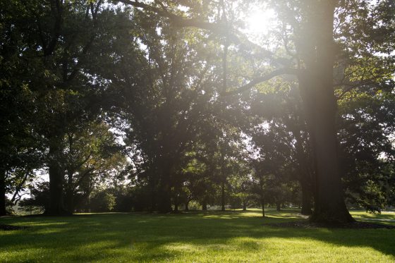 numerous oak trees standing in a row on the Oak and Conifer Knoll at Longwood Gardens