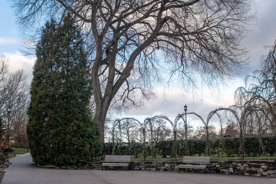 an empty arbor next to a a tall evergreen and a tree with bare branches, against a wintry sky