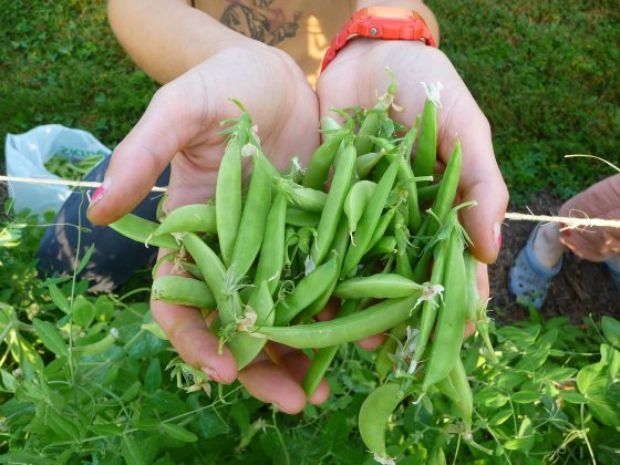 close up of hands holding a bundle of green snap peas