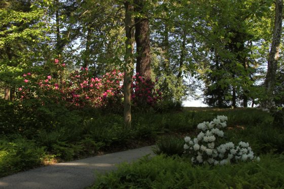 Rhododendron plantings