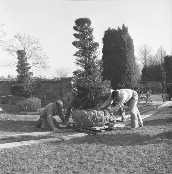 black and white image of people planting a topiary tree